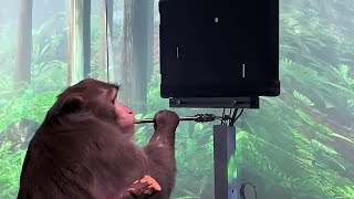 Monkey plays Pong video game with his mind using Neuralink brain implant screenshot 4
