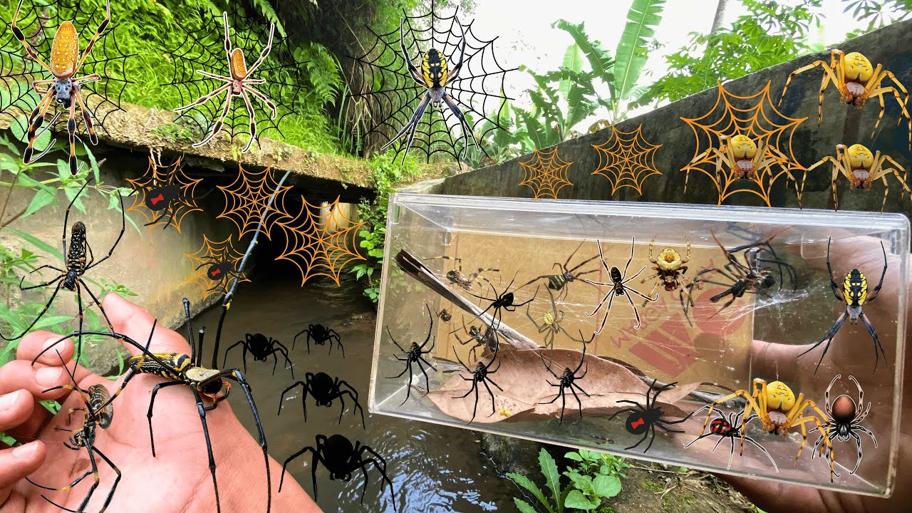 Hunting Top Black Widow Spider In the River !! weaver orb, Golden Orb ...