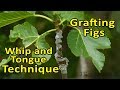 Grafting Fig Trees - Whip and Tongue - Grafting Technique