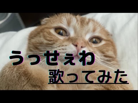 Ado 【うっせぇわ】 男が原曲キーで歌ってみた　cover