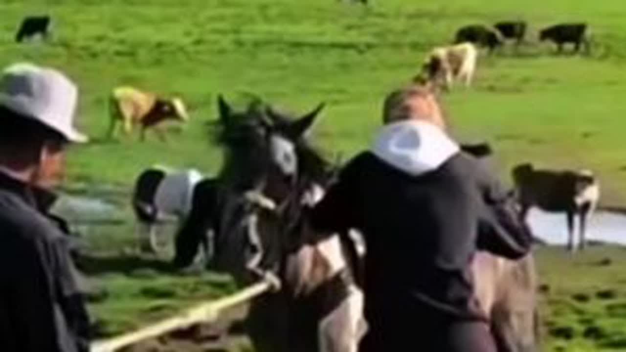 驯马#骑马 #策马奔腾 #马背上的民族 #原创视频 #美丽的草原风光无限