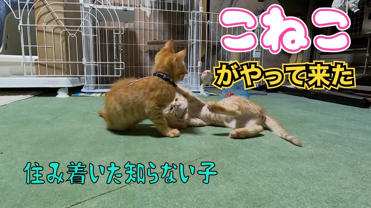子猫がやって来た‼️😊　　「住み着いた知らない子」