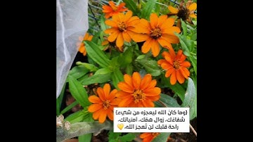 قال لا تخافا إنني معكما اسمع وأرى☝😢 || تلاوة جميلة بصوت القارئ يوسف عثمان الكردي 💭💛