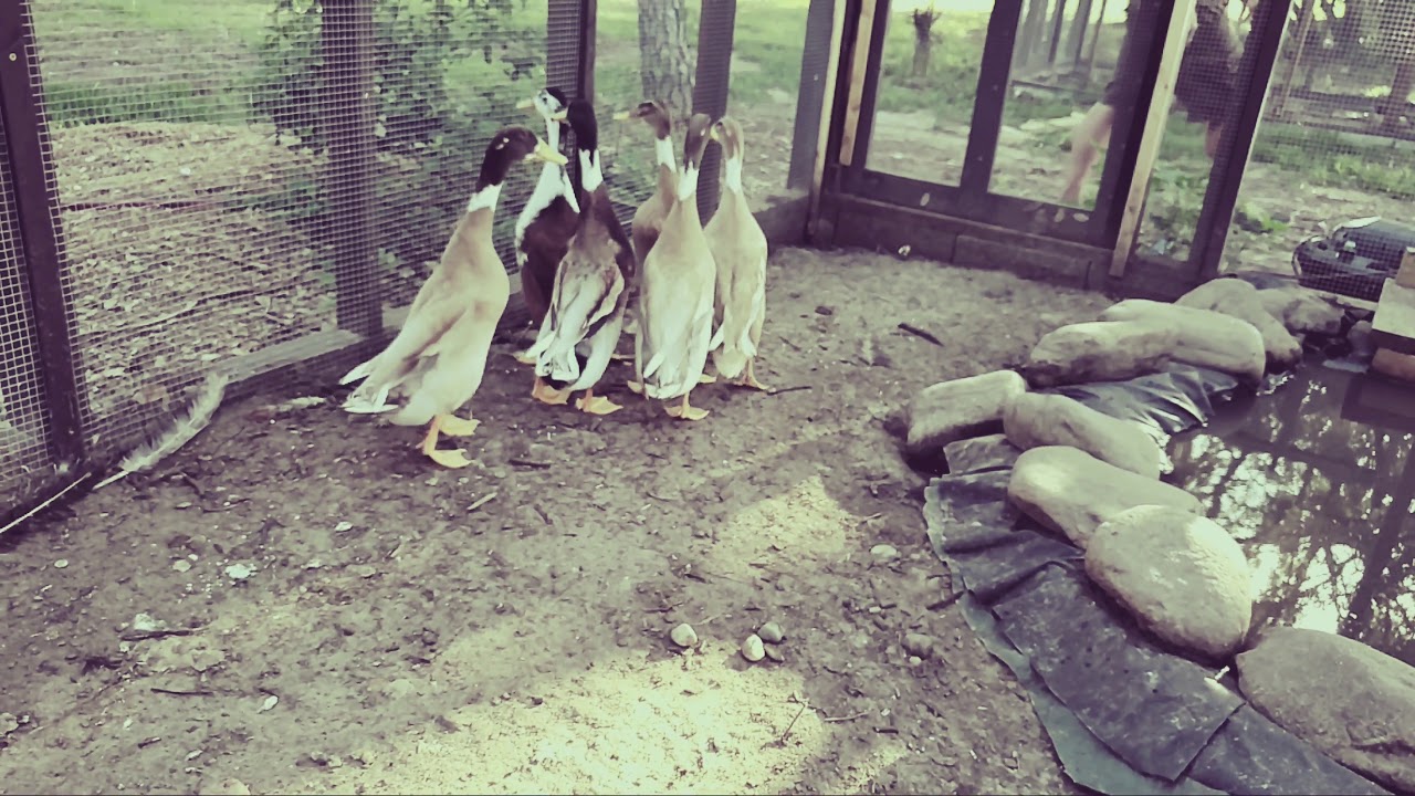 Ducks in their Predator Safe Enclosure with Pond - Maizey Meadows