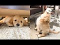 Cute Puppies Doing Funny Things 2021 #5 Cutest Dogs