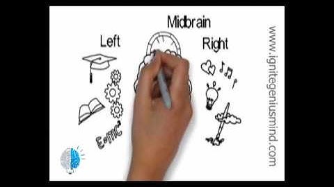 midbrain Activation video