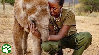 Baby elephant lost his trunk but not his will to live