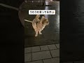 飼い主が恥ずかしい遠吠え