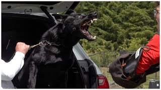 Black German Shepherd Is a Great Deterrent! Black Magic German Shepherds