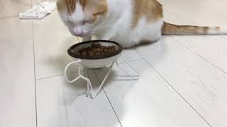 愛猫たちに♡針金ハンガーで食器台☆作ってみましたぁ