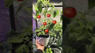 Can you see the future? #growyourown #hydroponics #homegardening #tomato @gardenlabs