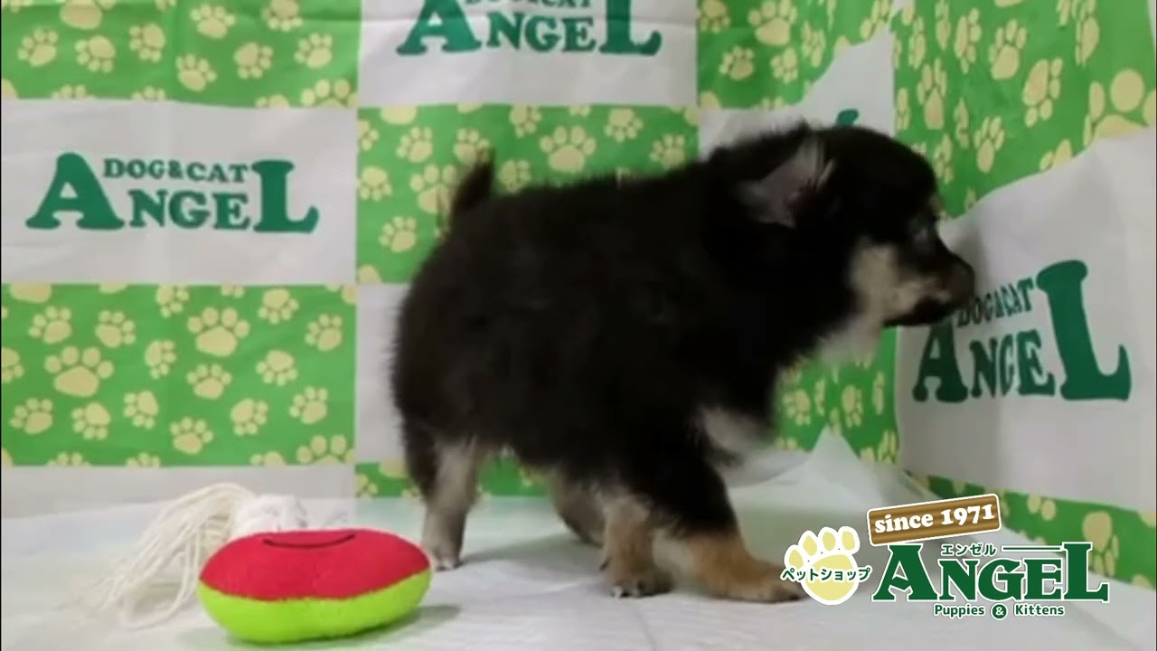 ミックス 犬（Mix）2510090 【ペットショップエンゼル 子犬