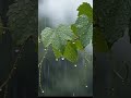 Rain Drops on Green Leaves | Relaxing Nature Sounds for Sleep, Study &amp; Meditation