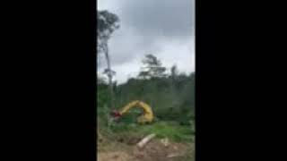 Hill Creat Enterprises - Feller Buncher
