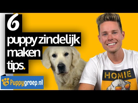 Video: Deze hond werd verlaten met een zak met voedsel en een notitie