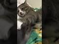 猫パンチの威力が凄すぎて…🙀😿😹