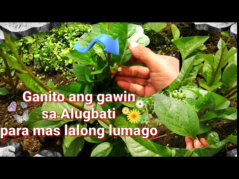 Video: Pag-aani ng Spinach: Kailan At Paano Pumili ng Spinach