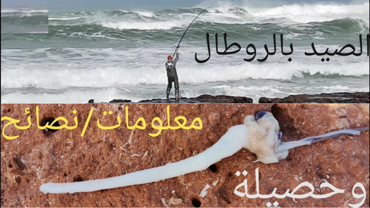 Pêche Au Maroc 2020: شرح لطريقة إستهداف سمك الدرعي/بوشوك/لحرش/القاروس طعم الروطال