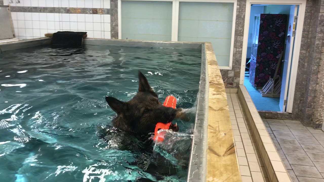 Prima Hundpool hundsim 1 YouTube