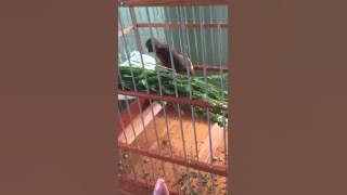 Fire red, my bird whistling in my hand(blaze)