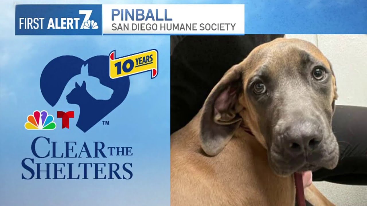 Clear the Shelters pet of the day, Thursday, August 29: Pinball| NBC 7 ...