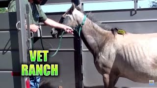 Pregnant Horse Rescued from Auction and Slaughter