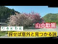 【山中散策】春の山菜わらび取り