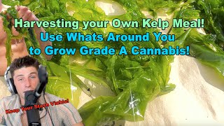 Harvestinng Your Own Kelp Meal For Your Personal Garden! Grow Grade A Cannabis Naturally