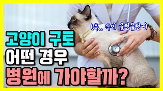 Cat vomitting, In what case should a cat go to the hospital?