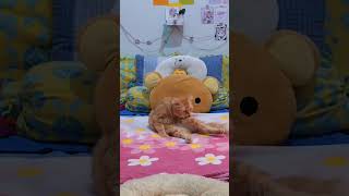 Suara Kucing Betina Memanggil Jantan