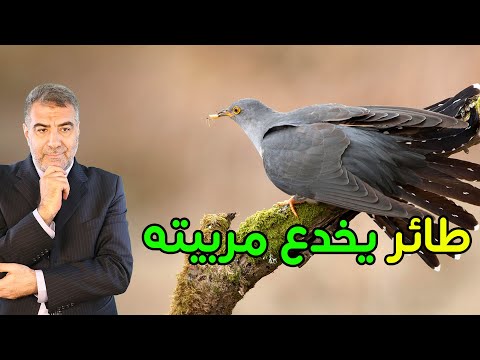 طائر يخدع مربيته