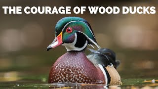 The Courage Of Wood Ducks