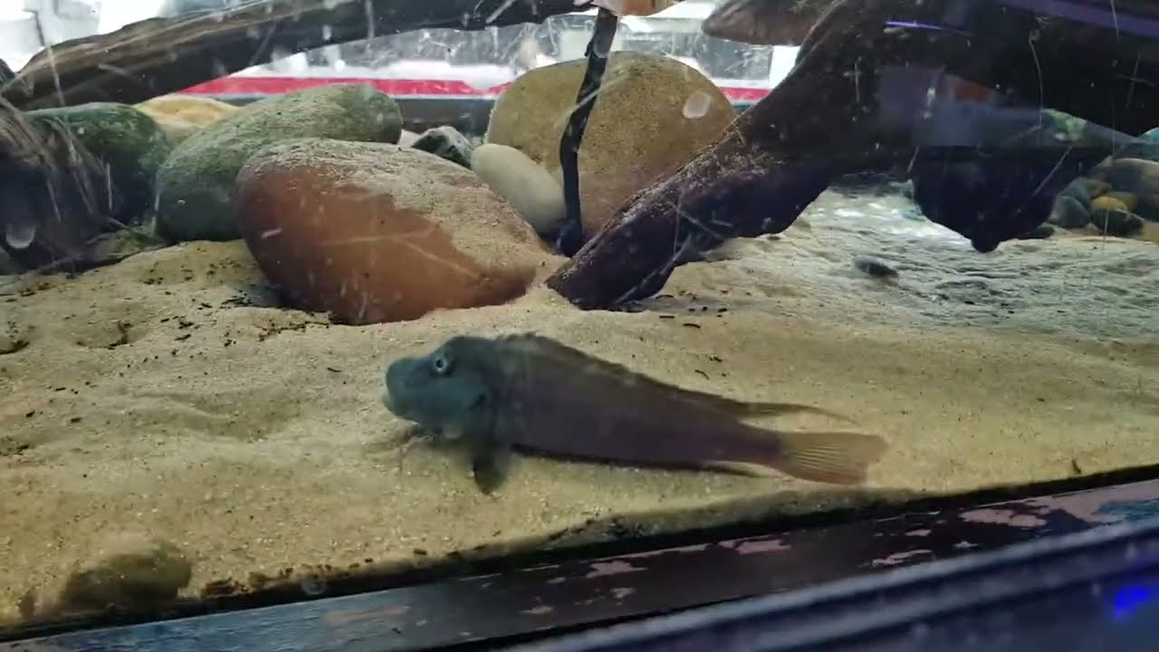 Steatocranus tinanti and friends at Aquadisiac, Sydney