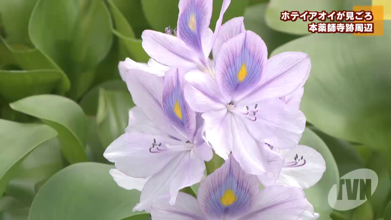 本薬師寺跡周辺でホテイアオイが見ごろ Youtube