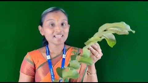 Std 4 EVS Unit 2 Class 07 White Board  SLD