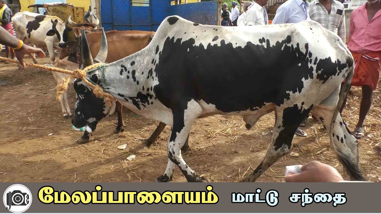 Melapalayam mattu santhai | மேலப்பாளையம் மாட்டு சந்தை