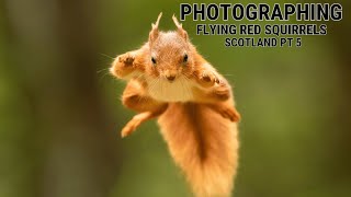 WILDLIFE PHOTOGRAPHY | Photographing Jumping Red Squirrels in Scotland from a Woodland Hide | Part 5