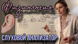 Физиология|👂🏻Слуховой анализатор|Улитка и кортиев орган