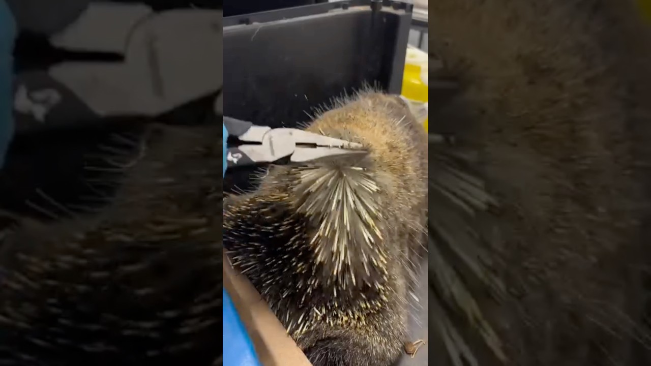 This Porcupine’s Spikes Caught On Fire 🔥 #goodtoknow #vet #medicine #educational #funfact #lifehack