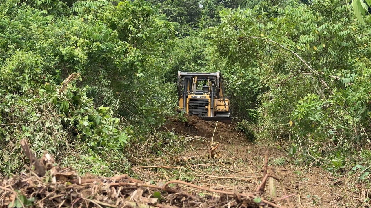 The D6R XL Bulldozer Action Clears the Plantation Full of Obstacles