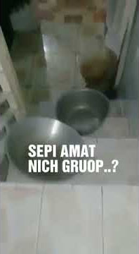 Video untuk grup wa yang sepi