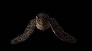 Deftones - Sextape (Intro Looped 1 Hour)