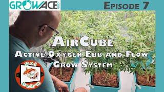 Growace | AirCube Active Oxygen Ebb and Flow Grow System | Ep 7