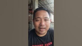 Solusi terbaik untuk jago dengan karakter ngemut