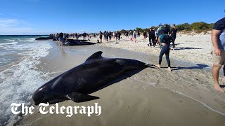 Dozens of whales die after mass stranding in Western Australia
