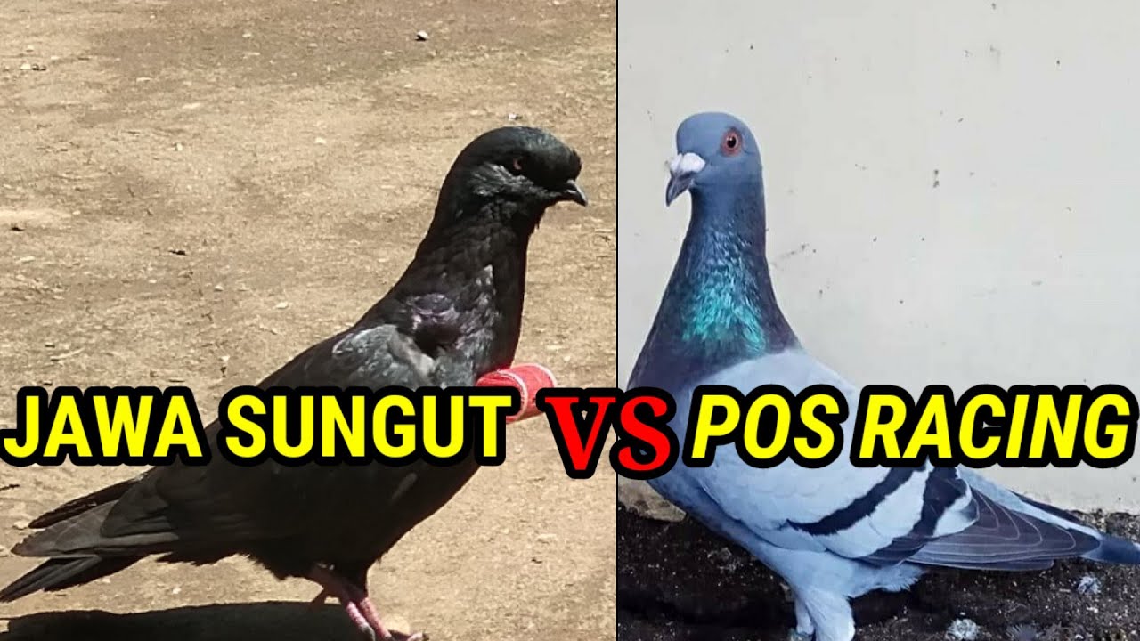 MERPATI JAWA SUNGUT VS MERPATI POS RACING