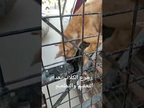 المقطم رجوع الكلاب بعد التعقيم والتطعيم وتسجلهم في الطب البيطري