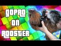 (Attacked) GoPRO On MEAN Rooster - The Omar Gosh Vlogs