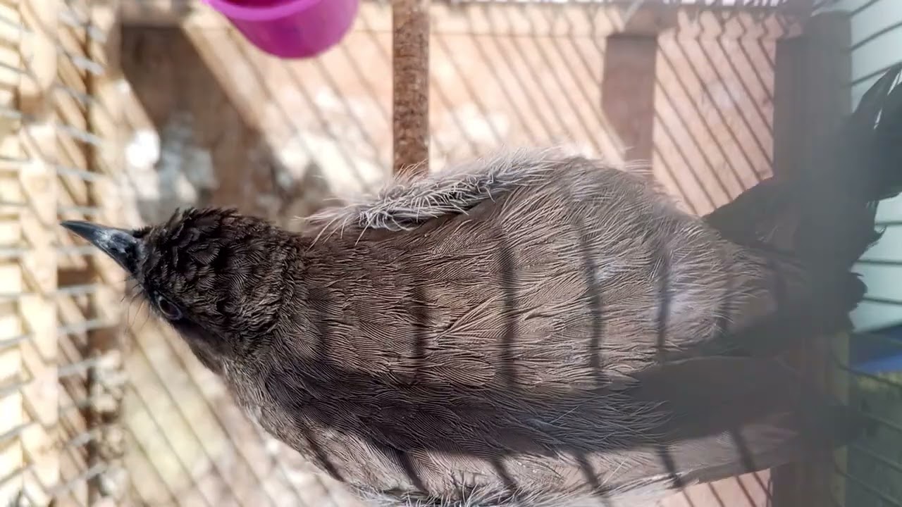 طائر الوطواط المغربي اللهم بارك لنا فيما رزقتني فرجة ممتعة للجميع المواليع فين ما كانوا 