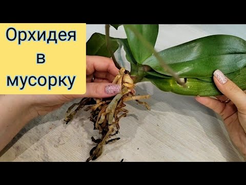 Видео: Ще умре ли мухълът, ако изсъхне?